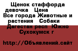 Щенок стаффорда девочка › Цена ­ 20 000 - Все города Животные и растения » Собаки   . Дагестан респ.,Южно-Сухокумск г.